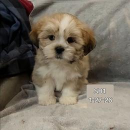 Boy S1 - Golden male Lhasa Apso puppy in Norman, Oklahoma from Steve's Puppies
