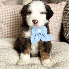 Louis - male Australian Mountain Doodle puppy in Spanish Fork, Utah from Little Puppy Co.