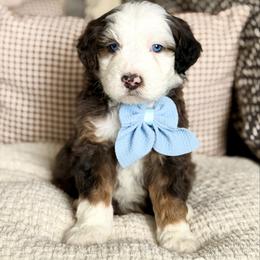 Louis - male Australian Mountain Doodle puppy in Spanish Fork, Utah from Little Puppy Co.