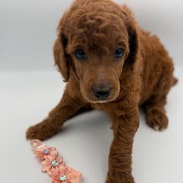 Colada - Red  female Poodle puppy in Mount Vernon, Illinois from AMC Poodles