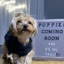 Amilia - Yorkshire Terrier