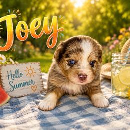 Joey - Red merle male Miniature Australian Shepherd puppy in Lubbock, Texas from Baby Storm Kennels