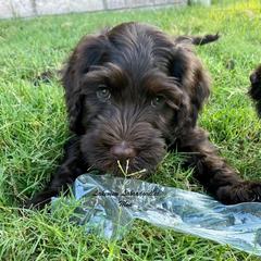 Australian Labradoodle Puppies from Lakeview Labradoodles
