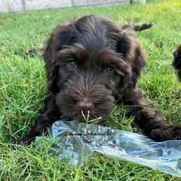 Australian Labradoodle Puppies from Lakeview Labradoodles