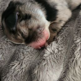 Miniature Australian Shepherd and Toy Australian Shepherd Puppies from Kinsley's Cuties & SouthPaw Creations