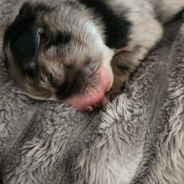 Miniature Australian Shepherd and Toy Australian Shepherd Puppies from Kinsley's Cuties & SouthPaw Creations