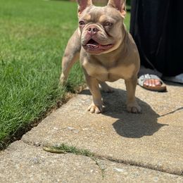 Storm - French Bulldog