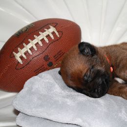 Belgian Malinois Puppies from Pyrex Kennels