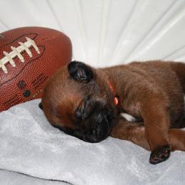 Belgian Malinois Puppies from Pyrex Kennels