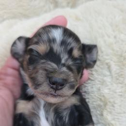Dapple girl - Dapple female Dachshund puppy in West Plains, Missouri from Spring Creek Dachshunds