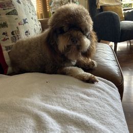 Cavapoo puppies from Huckadoodle Farm