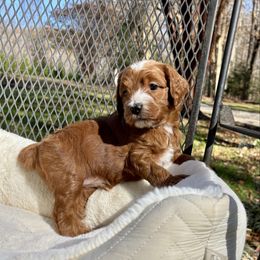 Crimson - Red male Cockapoo puppy in Marietta, South Carolina from River Falls Cockapoos