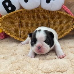 Henry - White and brindle male French Bulldog puppy in Polk City, Florida from Best Friend Frenchies, LLC