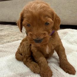 Purple collar - Red  female Goldendoodle puppy in Ridgewood, New Jersey from Jessie’s Doodles