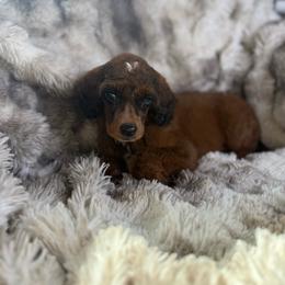 Stetson - Sable male Poodle puppy in Ault, Colorado from The Peaks Premium Poodles
