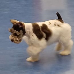 Bubbles - Miniature Schnauzer