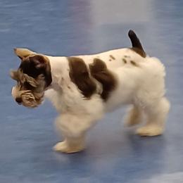 Bubbles - Miniature Schnauzer