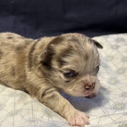 Opal - Merle female Chihuahua puppy in Hampton, Virginia from Chilove Chihuahuas