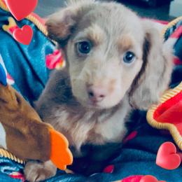 Dachshund Puppies from Meldox