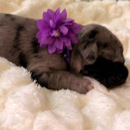 Purple collar - Merle female Great Dane puppy in La Vernia, Texas from Thistlewood Danes