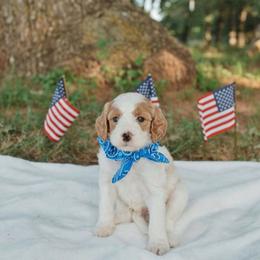 Boy 4 - Blenheim male Cavapoo puppy in Blanchard, Oklahoma from Curly Q Cavapoos