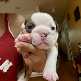 Princess Vienna - Blue tri-color female Bulldog puppy in Pace, Florida from Royal Fade Bulldogs