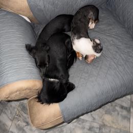 Dachshunds from Topstar Doxies