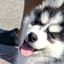 PINK - Pomsky puppy in Norfolk, Virginia from 'Brick'House Couture Pomskies