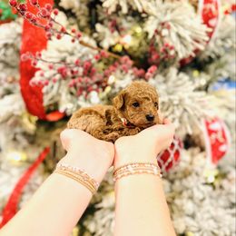Holly - Toy Size - Apricot female Goldendoodle puppy in Elizabethtown, Kentucky from Reddy Poodles & Doodles
