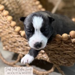 Astra - Agouti and white female Siberian Husky puppy in Manteca, California from Wolves with Amor