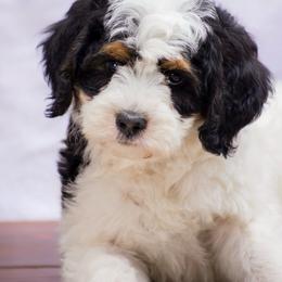 Boo - Tri-color male Bernedoodle puppy in Glendale, Arizona from Arizona Bernedoodles