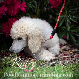 Rider - Cream male Poodle puppy in Greenville, North Carolina from Grace Poodles