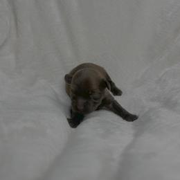 Leafeon - Red sable male Havapoo puppy in Surprise, Arizona from Huckleberry Doodles
