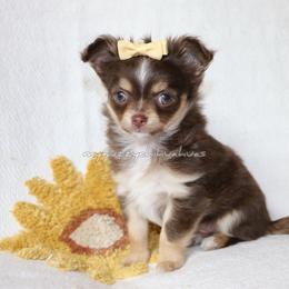 Bridget - Chocolate and white female Chihuahua puppy in Wakarusa, Indiana from My Fuzzy Chihuahuas