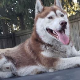 Siberian Huskies from Vitaliy's Siberian Huskies