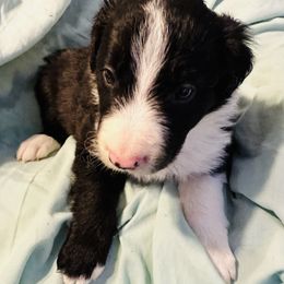 Border Collie Puppies from Bordercollieblues
