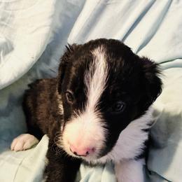 Border Collie Puppies from Bordercollieblues