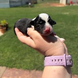 Delta - Black tri male Miniature Australian Shepherd puppy in Weatherford, Texas from F & T Aussies