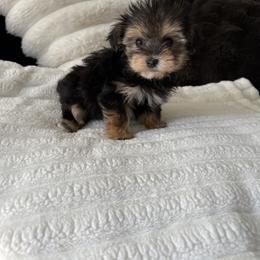 Maltipoo, Poodle, and Yorkipoo Puppies from Doodle Pups Fur-Ever