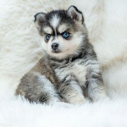 Lucy - Black and white female Pomsky puppy in Spring City, Pennsylvania from Pomsky Power Puppies