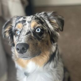 Australian Shepherd and Miniature Australian Shepherd All Grown Up from River Side Aussies