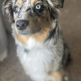 Australian Shepherd and Miniature Australian Shepherd All Grown Up from River Side Aussies