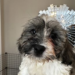 Havanese Puppies from Havanese Loves
