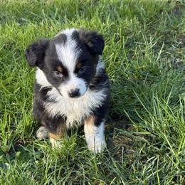 Belle - Black tri-color female Australian Shepherd puppy in Otis, Oregon from Heritage Hill Aussies