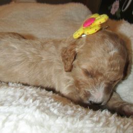 Goldendoodle and Poodle Puppies from David & Patricia Elliott