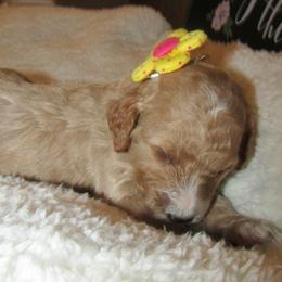 Goldendoodle and Poodle Puppies from David & Patricia Elliott