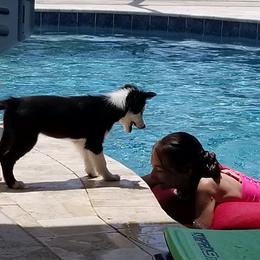 Border Collie and Maremma Sheepdog Puppies from 2J 2K Border Collies & Maremma Sheepdogs
