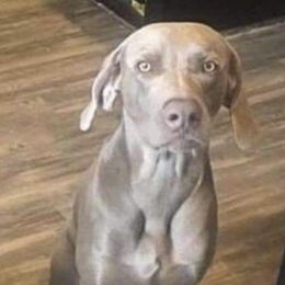 Dutch - Weimaraner