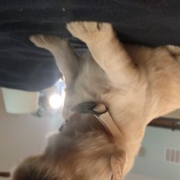 Golden Retriever, Goldendoodle, and Sheepadoodle Puppies from Guppy Puppies