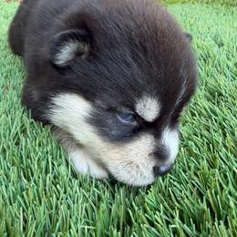 Becca - Tri-color female Pomsky puppy in La Vergne, Tennessee from Atencio Pomsky